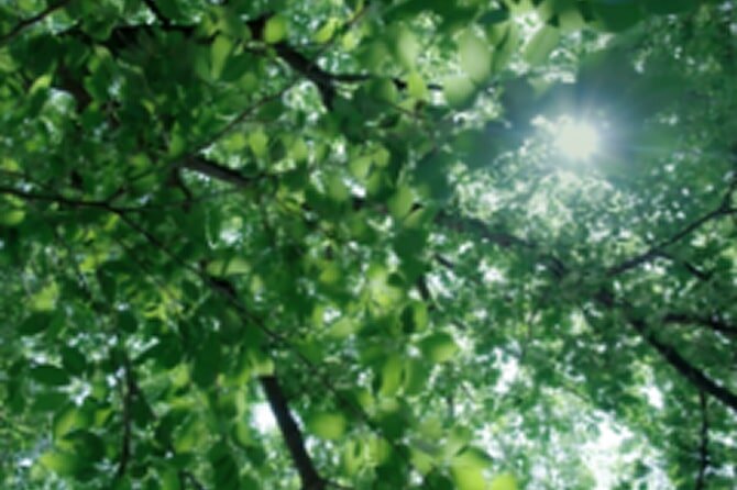 LIVIO SUSTAINABLE